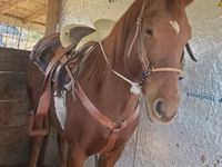 Horse (M), Arabian horse — photo 2
