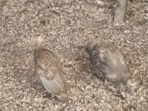 Guinea fowl