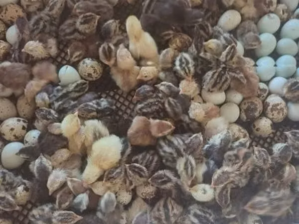 Quails — Hungary