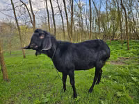 بز نر, Nubian Goat — عکس 3