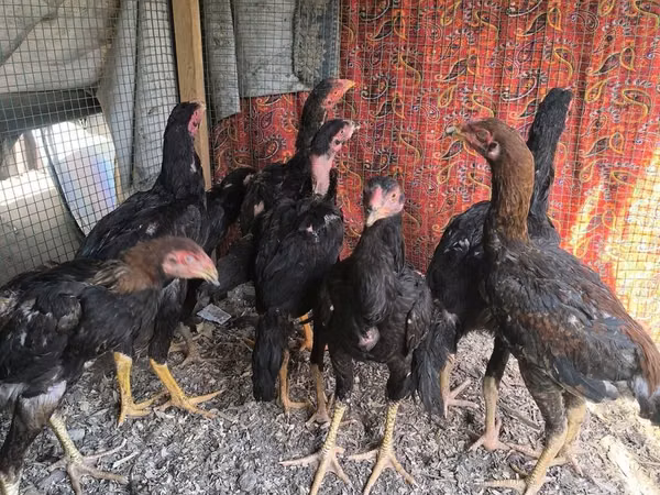 Chickens
