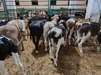 Bou, Bovine — foto 8