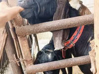 بز نر, Kamori goats — عکس 2