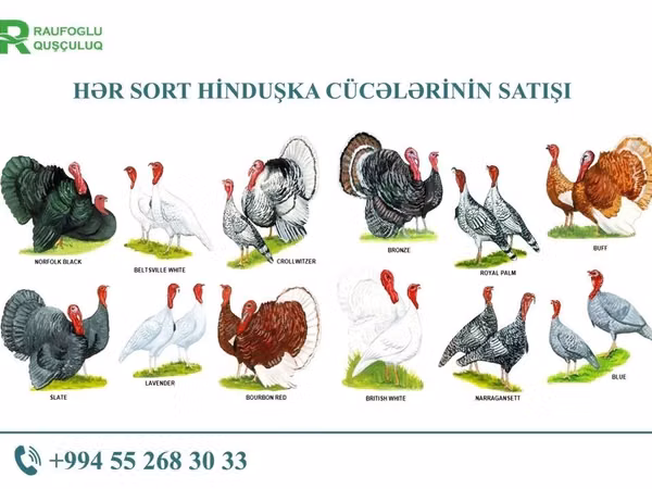 Turkeys — Azerbaijan