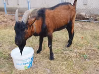 Caprone, Alpine goat — foto 2