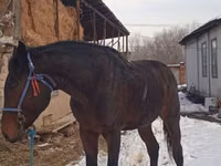 Aygır, Arabian horse — foto 1