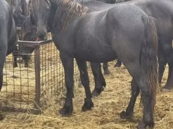 Mare, Friesian