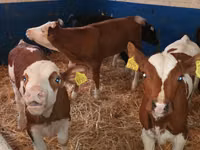 ԽՍԿ (խումբ, սեռը նշված չէ), Simmental cattle — լուսանկար 4