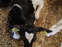 Stier, Holsteinras — foto 2