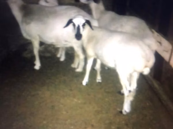 Kambing (batch, jenis kelamin tidak disebutkan), Goats