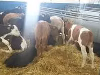 گاو نر, Simmental cattle — عکس 3