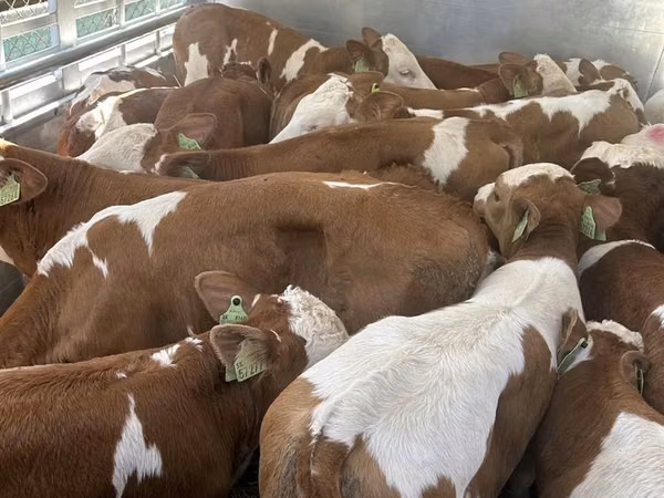 Bull, Simmental cattle — Poland