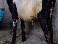 सांड, Russian Black pied cattle — फ़ोटो 2