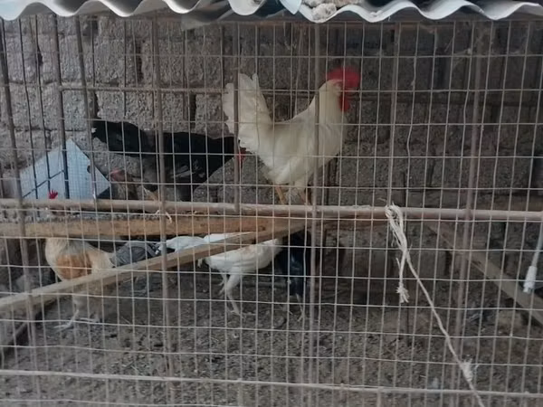 Chickens — Uzbekistan
