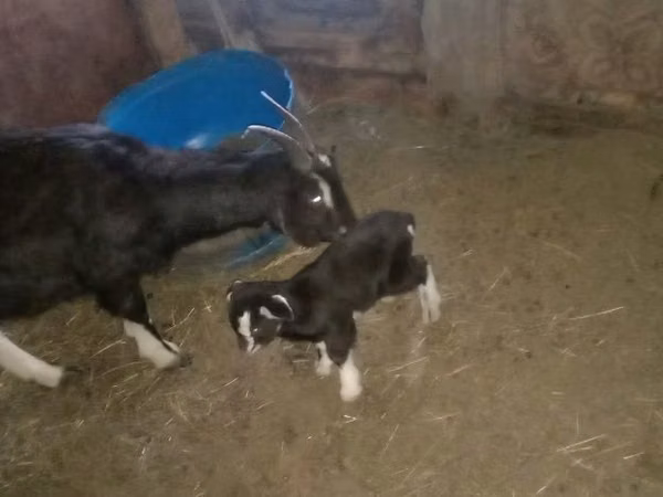 Koza, Alpine goat