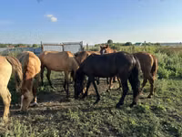 اسب (گروه، جنسیت مشخص نشده), Horse breed — عکس 6