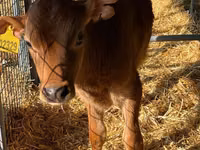 Cattle (batch, sex not specified), Jersey breed — photo 2