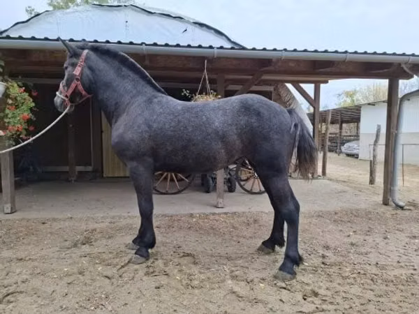 Mare, Horses