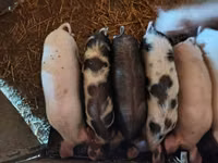 Sow, Pigs — photo 3