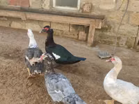 Ducks — photo 8