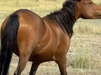 Кобила, Tatar horse — фото 1