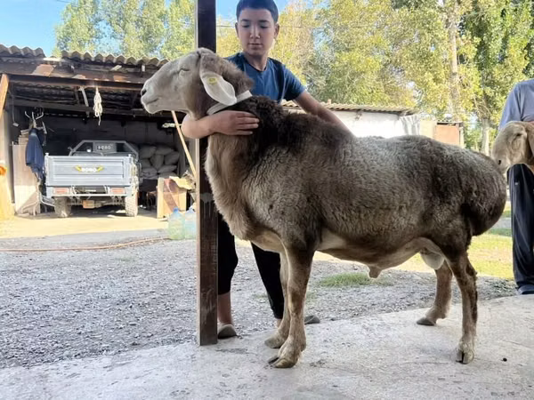 Ram, Arashan sheep — Kyrgyzstan