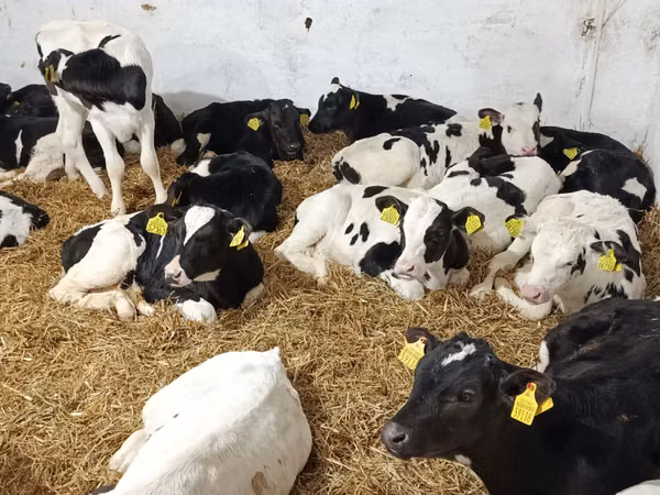 Bou, Rasa Holstein