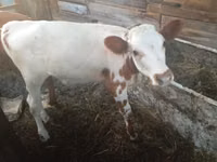 ላም, Cattle — ፎቶ 2