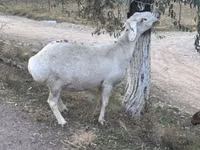 میش, Dorper sheep — عکس 6