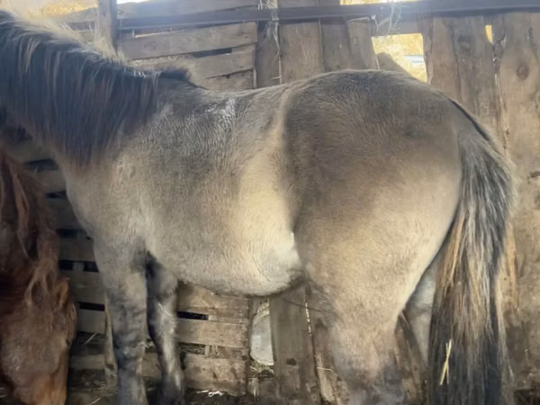 Caballo, Caballos