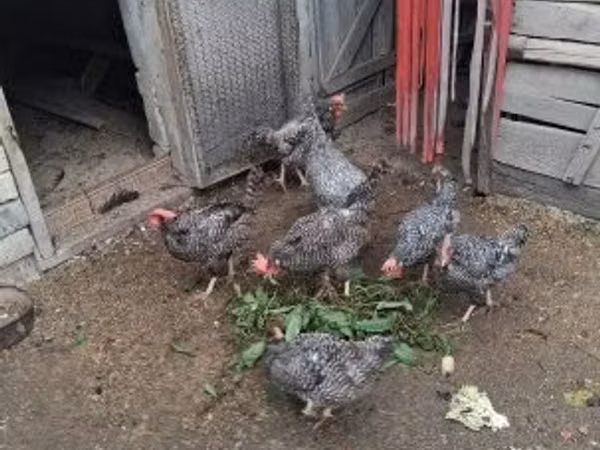 Боз чаар — Венгрия