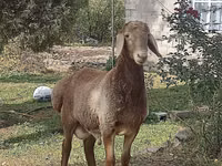 Beran, Ovce — foto 1