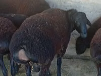 Ram, Hissar sheep — photo 2