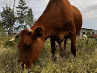 Cow, Cattle — photo 1