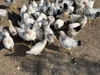 Սասեքս — լուսանկար 6