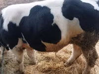 Bull, Belgian Blue — photo 4