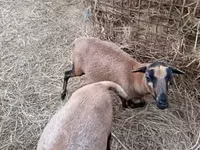 Sheep, Cameroon sheep — photo 2