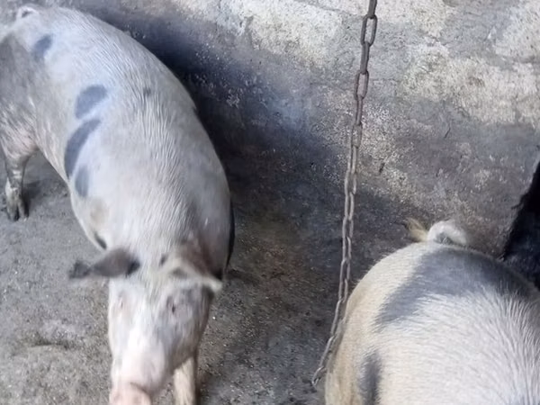 Sow,  — Moldova