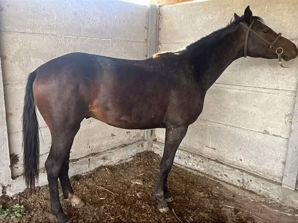 Toychoq, Friesian sport horse — Qirgʻiziston