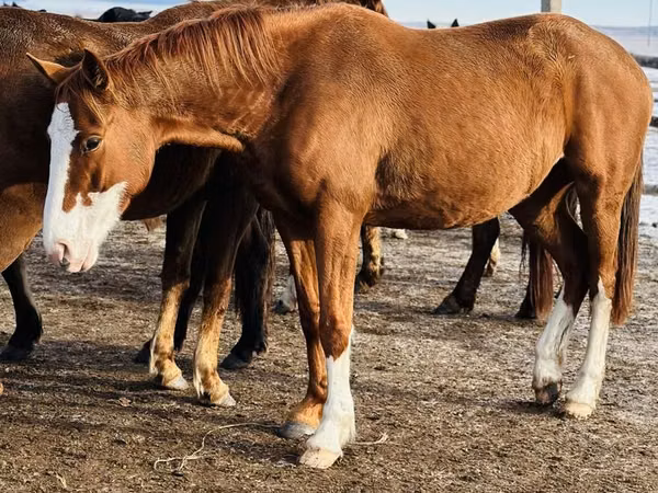 Mare, Thoroughbred horse