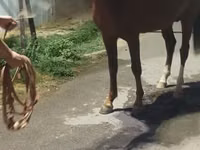 ፈረስ, Horses — ፎቶ 5