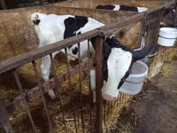公牛, Cattle — 照片 2