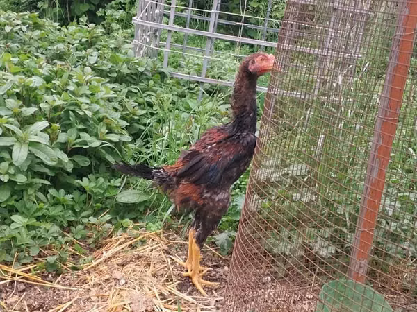 Chickens — جمهوری آذربایجان