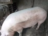 Babi jantan, Pigs — foto 2