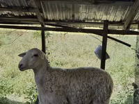 Ram, Sheep — photo 2