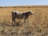 ላም, Auliekol breed — ፎቶ 7