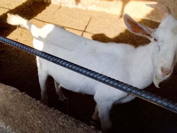 Goats (batch, sex not specified), Saanen goat — Uzbekistan