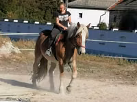Horse (M), Gypsy horse — photo 1