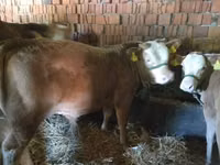Bull, Limousin cow — photo 2
