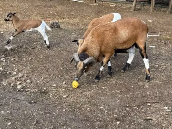Ram, Cameroon sheep